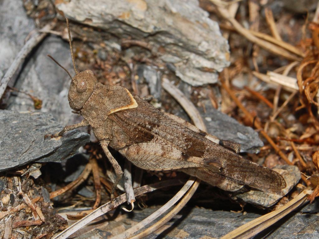 Una cavalletta con il colletto: Oedipoda sp.